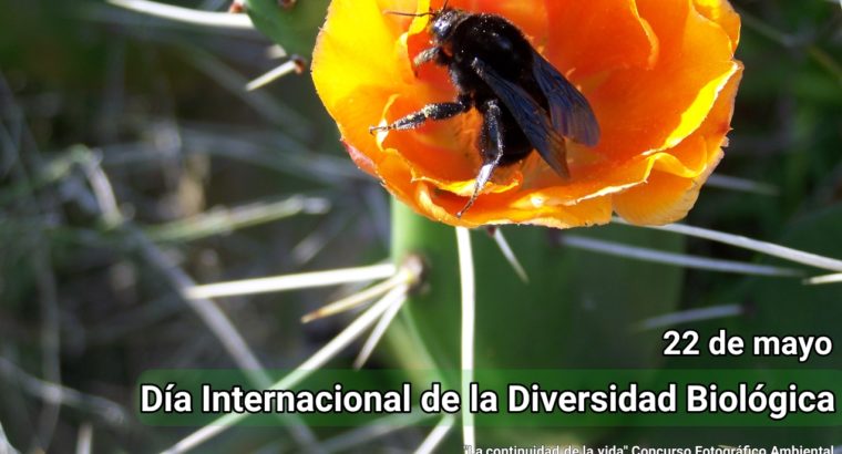 22 de mayo: Dia Internacional de la Diversidad Biológica.